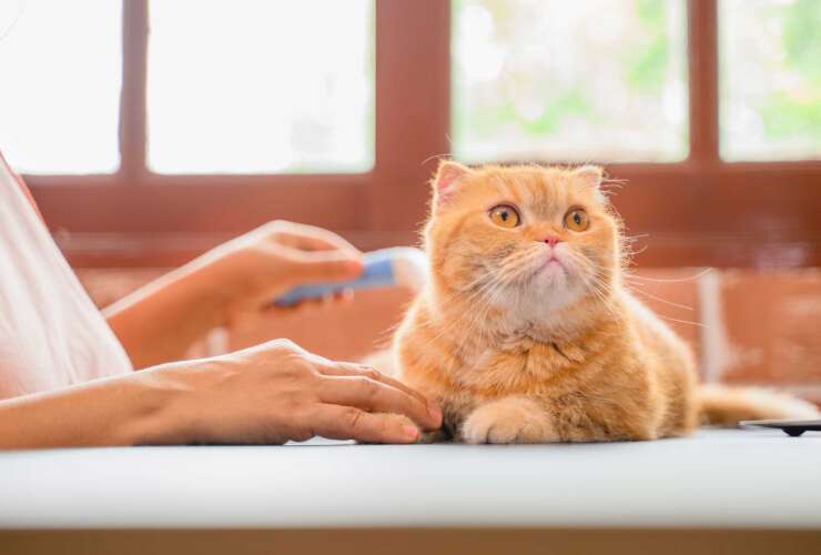 Kitten Adoptions